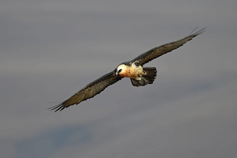 Bearded vulture