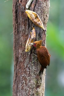 Chestnut-colored woodpecker