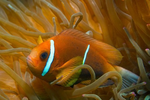 Clark's Anemonefish