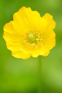 Iceland poppy