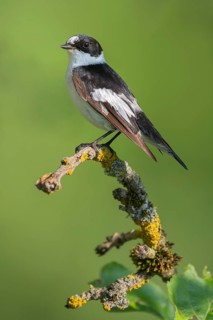 Collared flycatcher