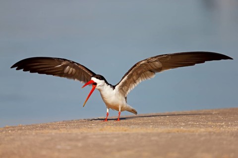 African skimmer