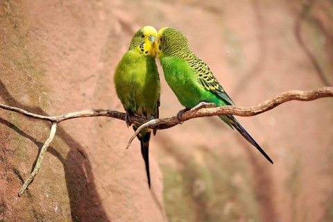 Budgies