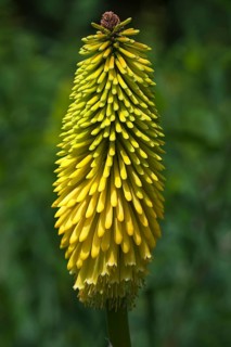 Torch Lily