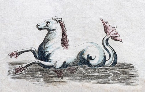 Seahorse