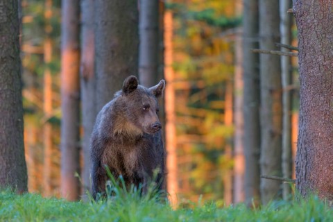 Brown bear