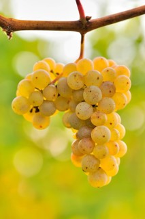 Riesling grapes