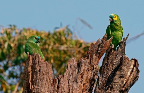 Blue-fronted amazon
