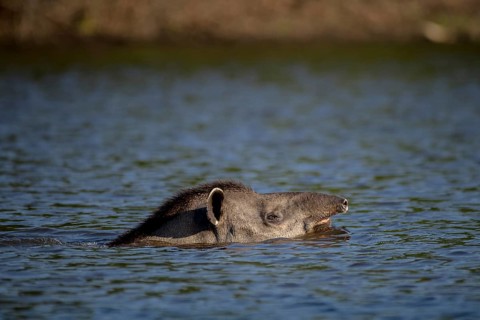 Lowland tapir