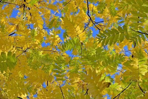 Caucasian wingnut