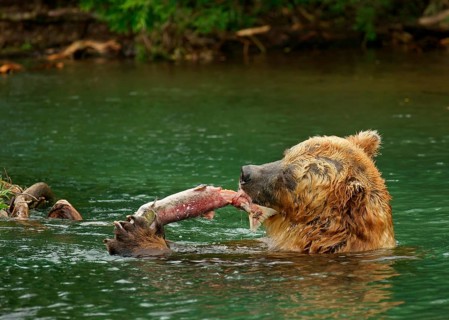 Brown bear