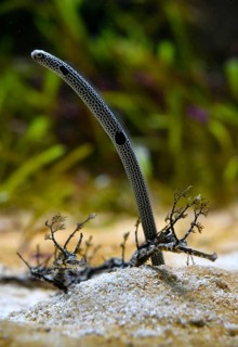 Spotted garden eel