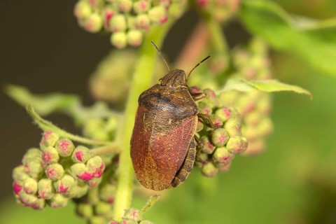 Tortoise bug
