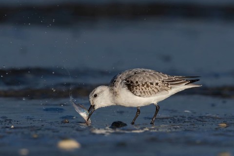 Sanderling