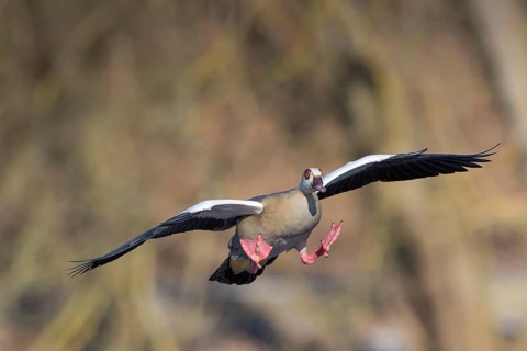 Egyptian Goose