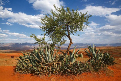 Barren landscape with agaves in the mountainous highlands of Lesotho