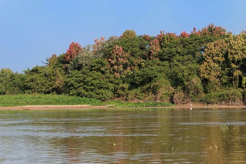 Cuiaba River with flowering Pink Ipe trees