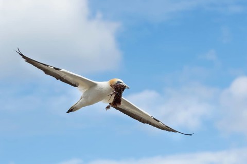 Australasian gannet