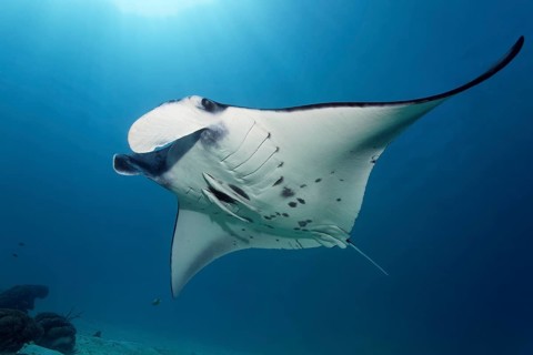 Reef manta ray