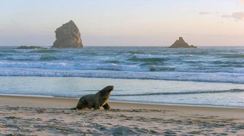 New Zealand sea lion