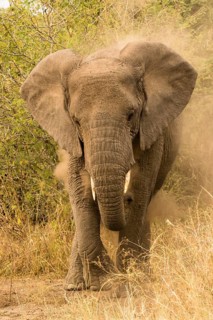 African elephant