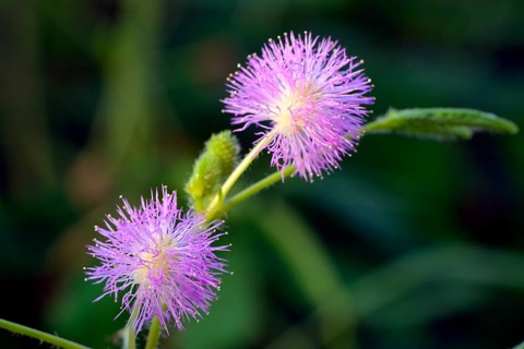 Flowers of sensitive plant