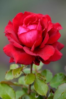 Hybrid tea rose