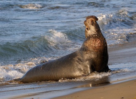 Northern Elephant Sealenbulle