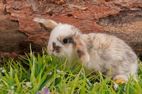 Young multicolored dwarf rabbit