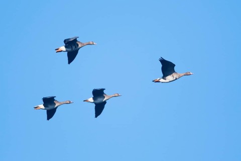 Greater white-fronted geese