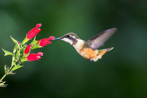 Purple-throated woodstar