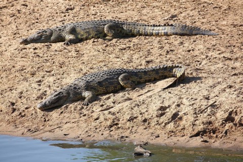 Nile crocodiles