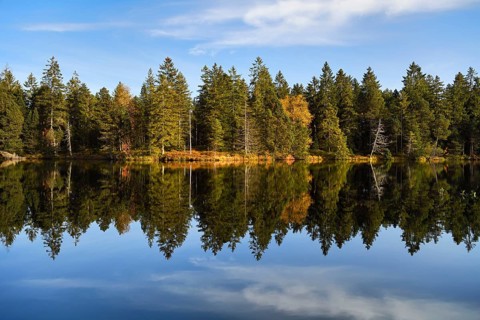 Trees reflected in lake