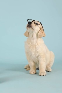 Golden Retriever puppy