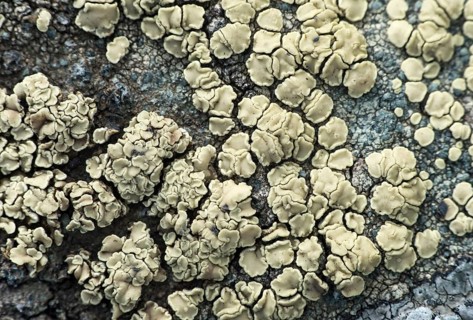 Crustose lichen