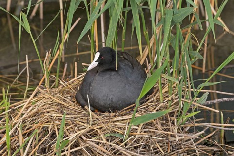 Coot