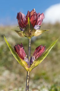 Purple Gentian