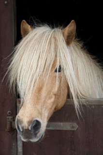 Iceland horse