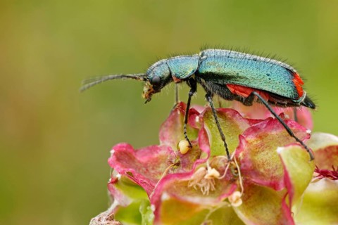 Malachite beetle
