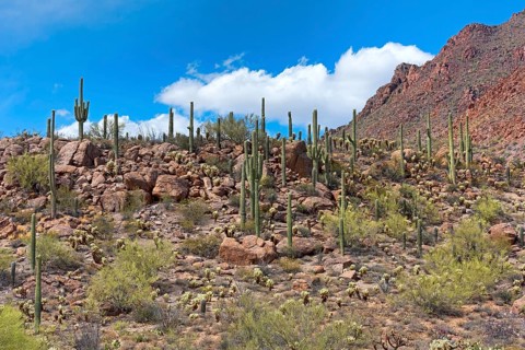 Saguaro Cacti