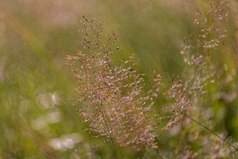 Hairgrass
