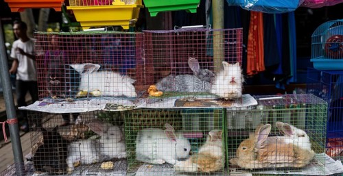 Rabbits in tight cages