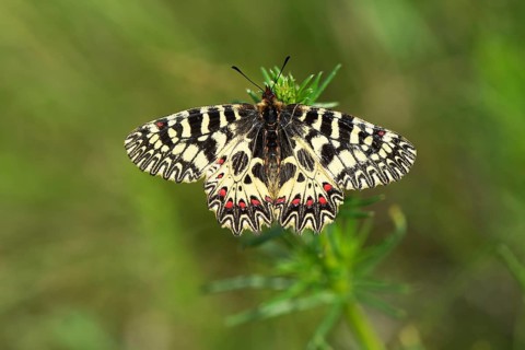 Southern festoon