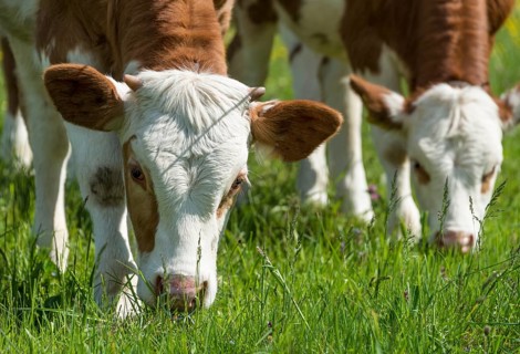 Two young calves