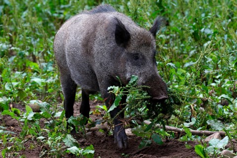 Wild boar