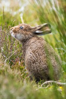 Mountain hare