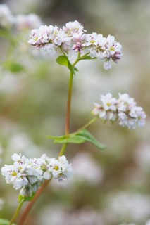 Blossom