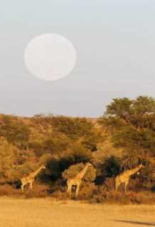 Southern Giraffes