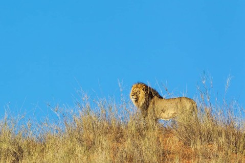 Black-maned Lion