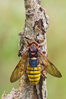 Hornet